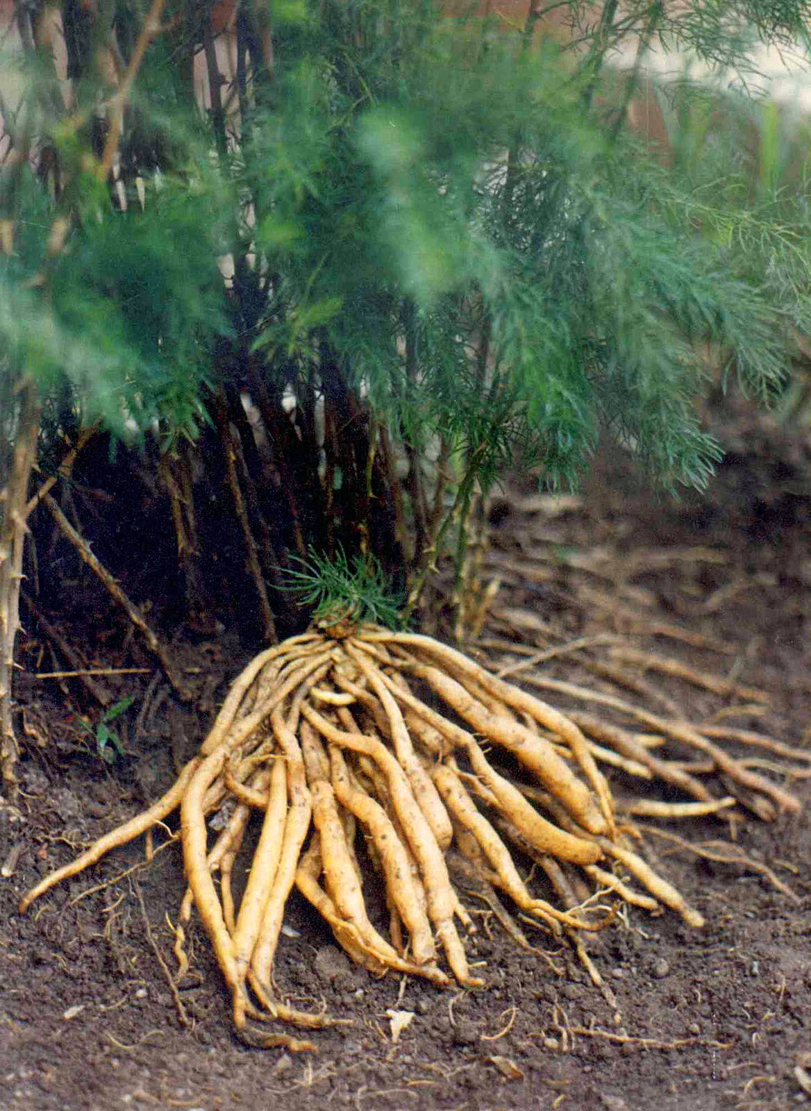 🌿 25x Shatavari (Asparagus Racemosus) Samen – Ayurvedische Heilpflanze, Mehrjähriger Strauch Für Medizinische Gärten, Tropisch & Pflegeleicht 🌿 25x Shatavari (Asparagus Racemosus) Samen – Ayurvedische Heilpflanze, Mehrjähriger Strauch Für Medizinische Gärten, Tropisch & Pflegeleicht