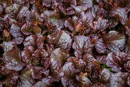 Bakito Looseleaf Lettuce Seeds