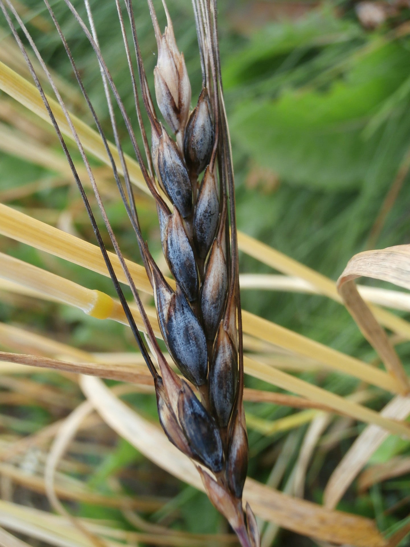 Blue Tinge Ethiopian Wheat