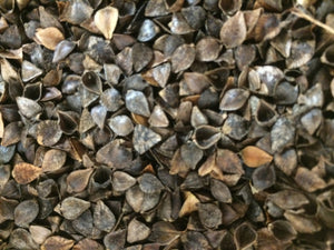 Buckwheat (Fagopyrum tartarica)