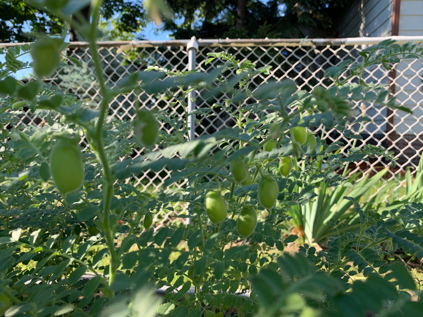 Desi Chickpea