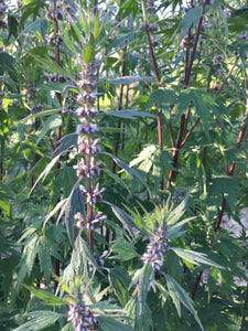 Chinese Motherwort