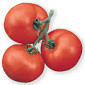 Scotia - Medium Tomato