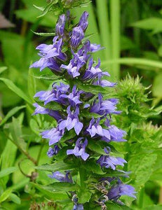 Great Blue Lobelia (Lobelia siphilitica)