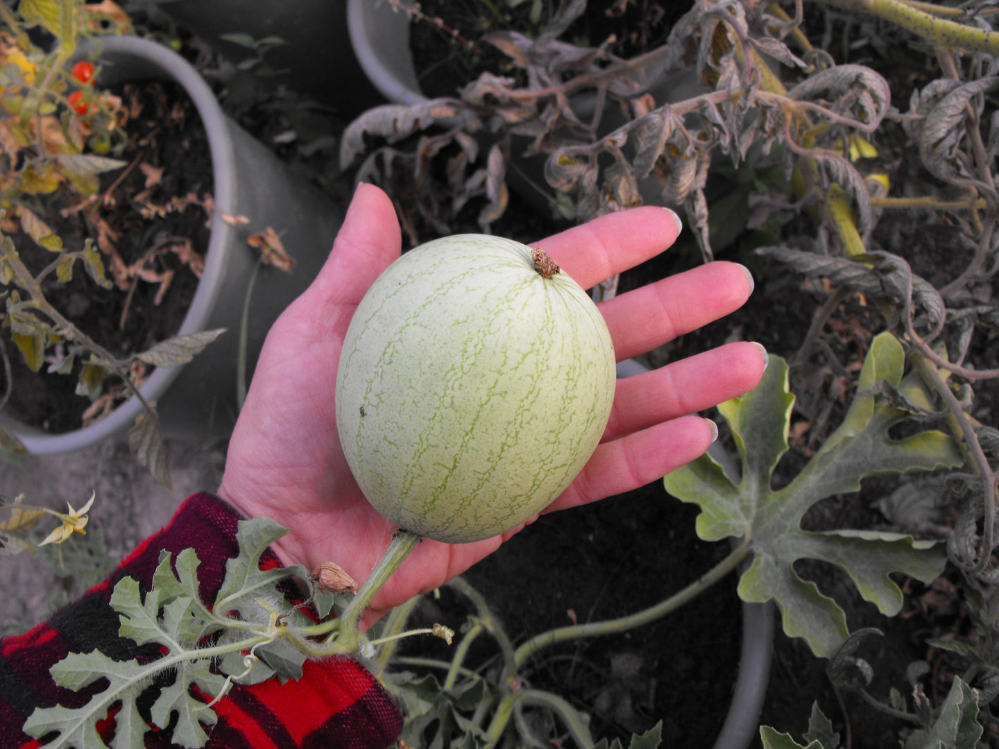 Minnesota Midget Melon (Cucumis melo)