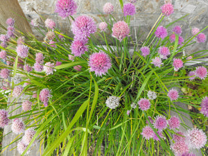 Chives (Allium schoenoprasum)