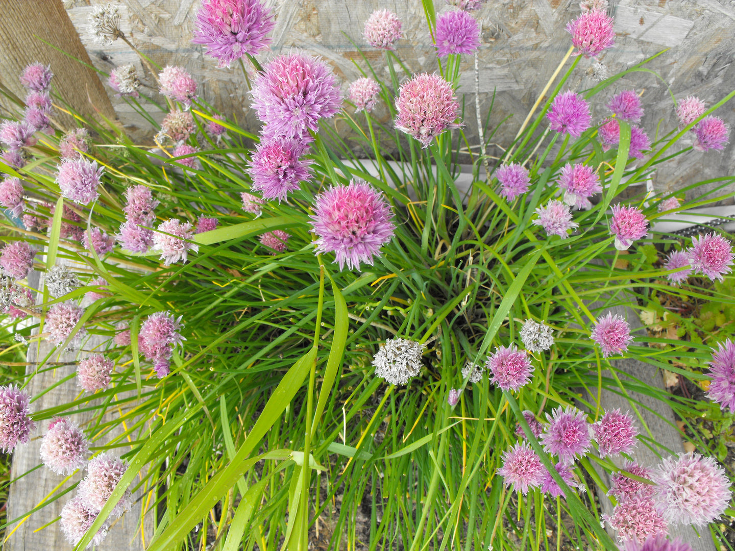 Chives (Allium schoenoprasum)