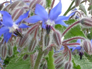 Borage (Borago officinalis)