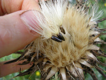 Load image into Gallery viewer, Milk Thistle (Silybum marianum   Asteraceae)
