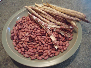 Early Pinkies - Dry Bush Bean