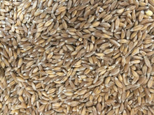 Load image into Gallery viewer, Emmer Wheat (Triticum dicoccum)
