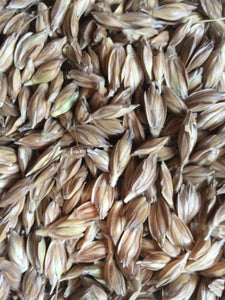 Emmer Wheat (Triticum dicoccum)