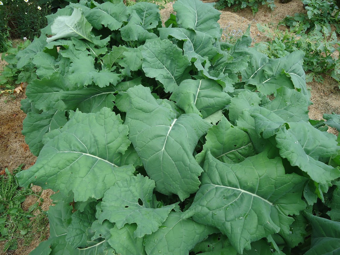 Kale-Sweet Hardy