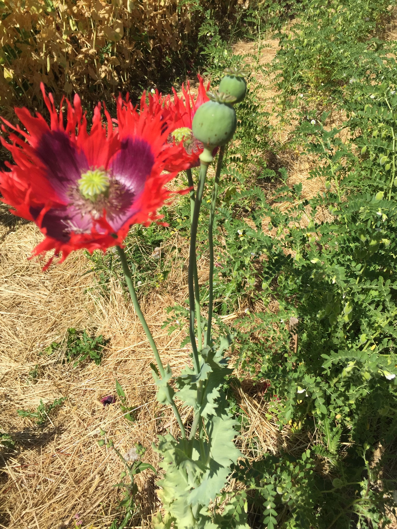 Poppy Mixture Poppy Mix (Papaver spp.) - Heirloom Flower Seed Online