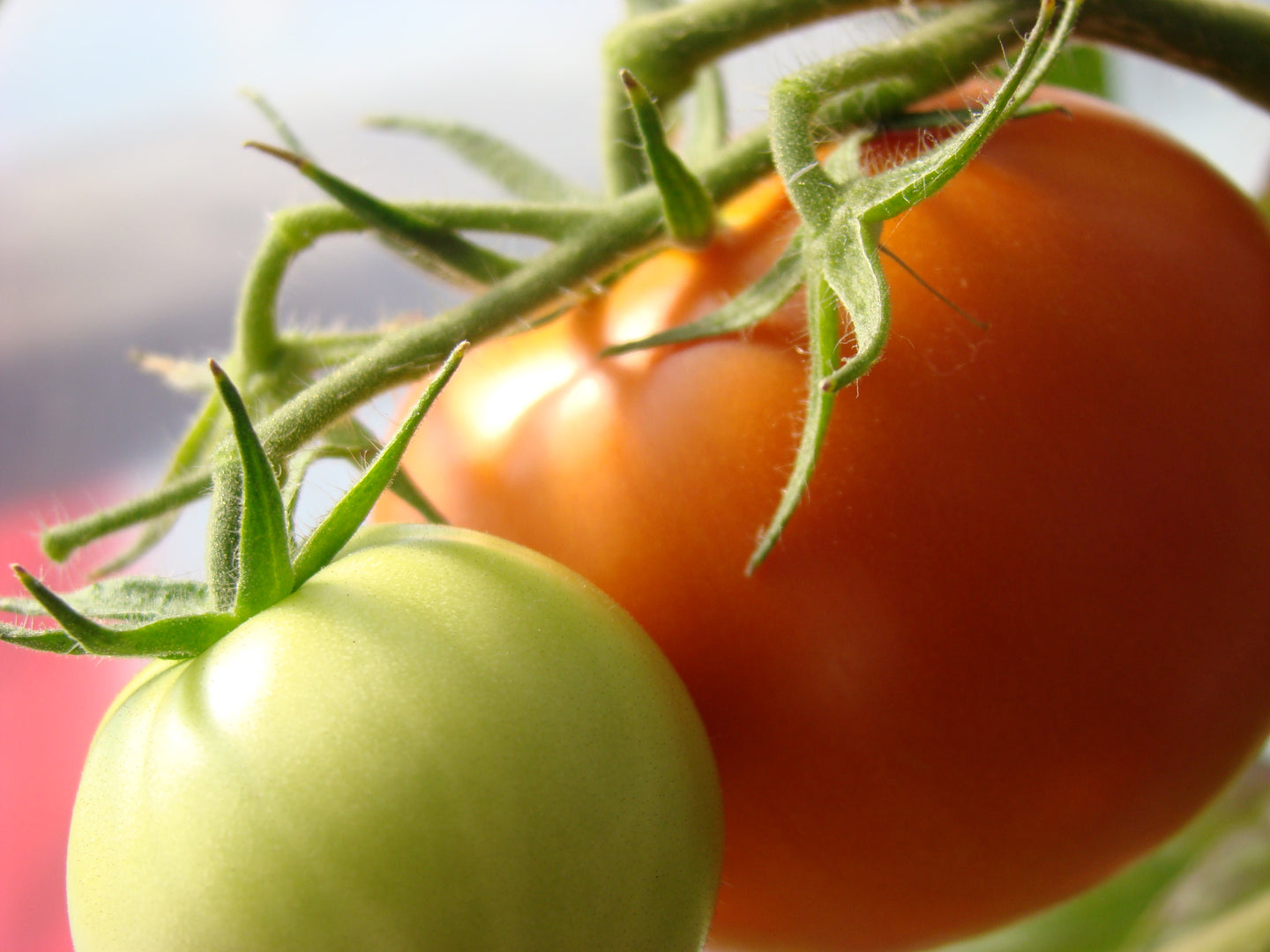 Pollock Tomato