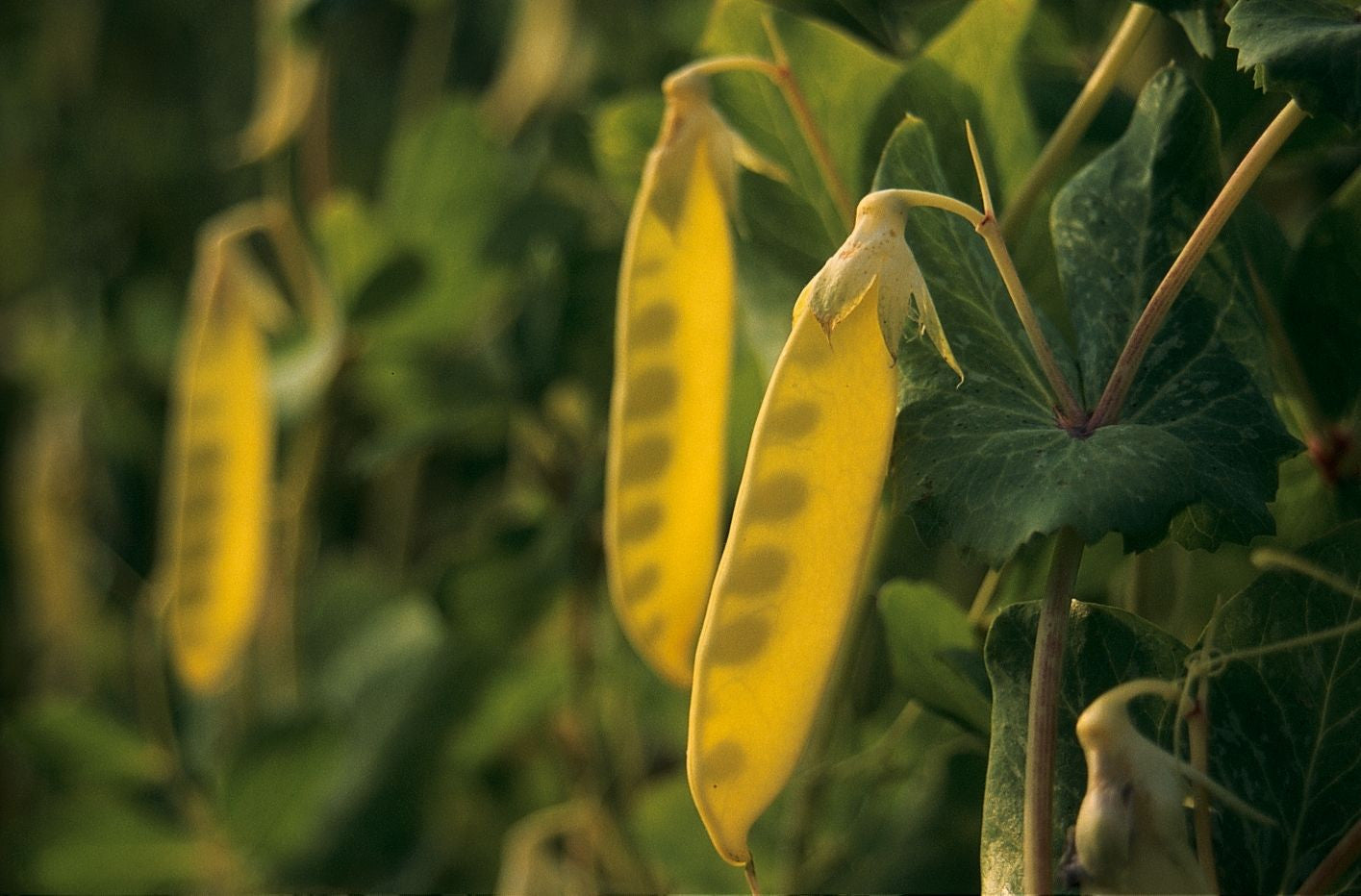 Golden Edible Pod