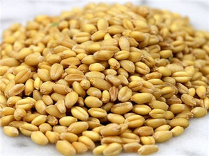 White Sonora Wheat