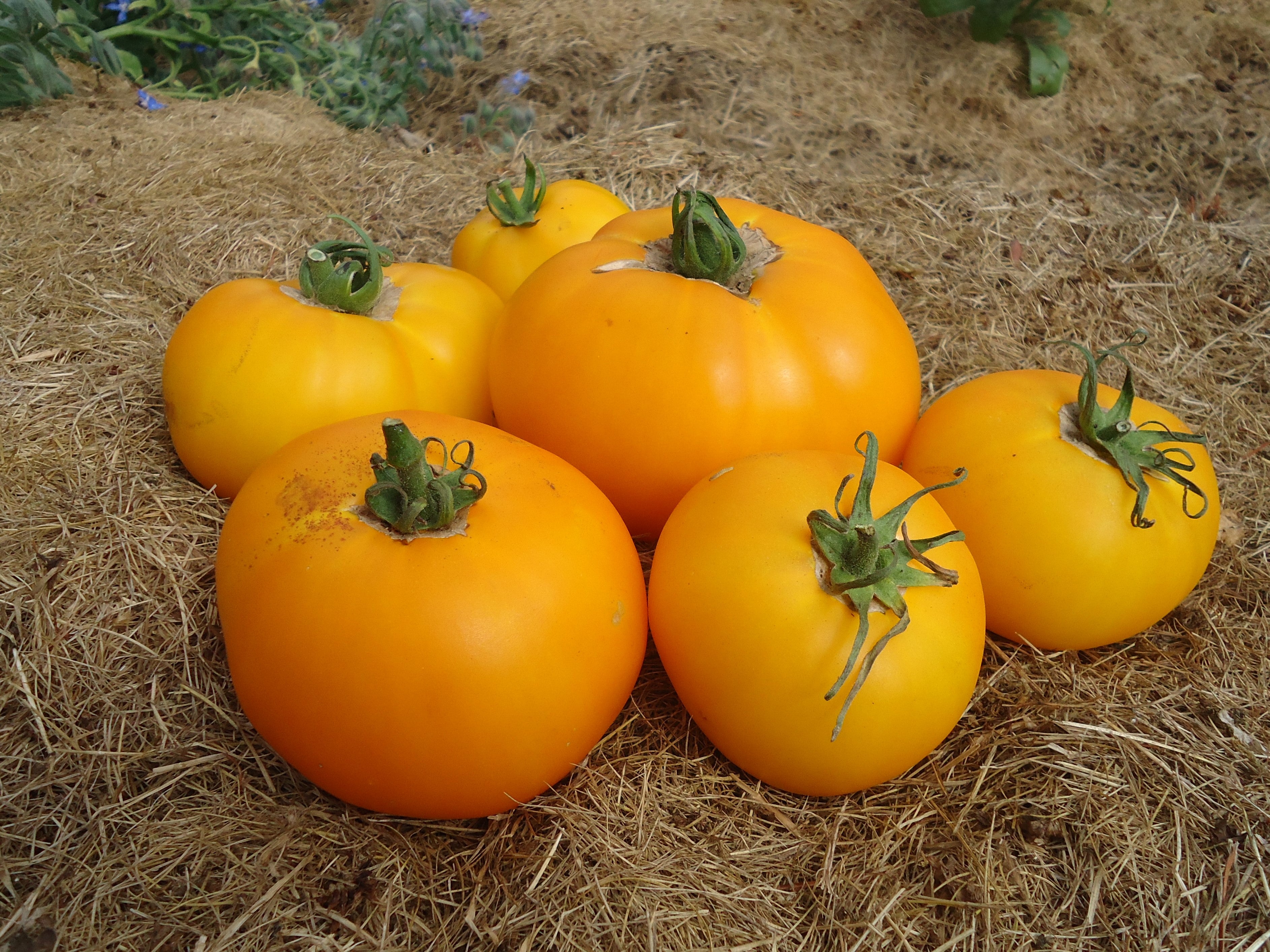 Hawkes Bay - Beefsteak Tomato Seed - Organic Heirloom
