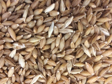 Load image into Gallery viewer, Himalayan Barley (Hordeum vulgare trifurcatum)
