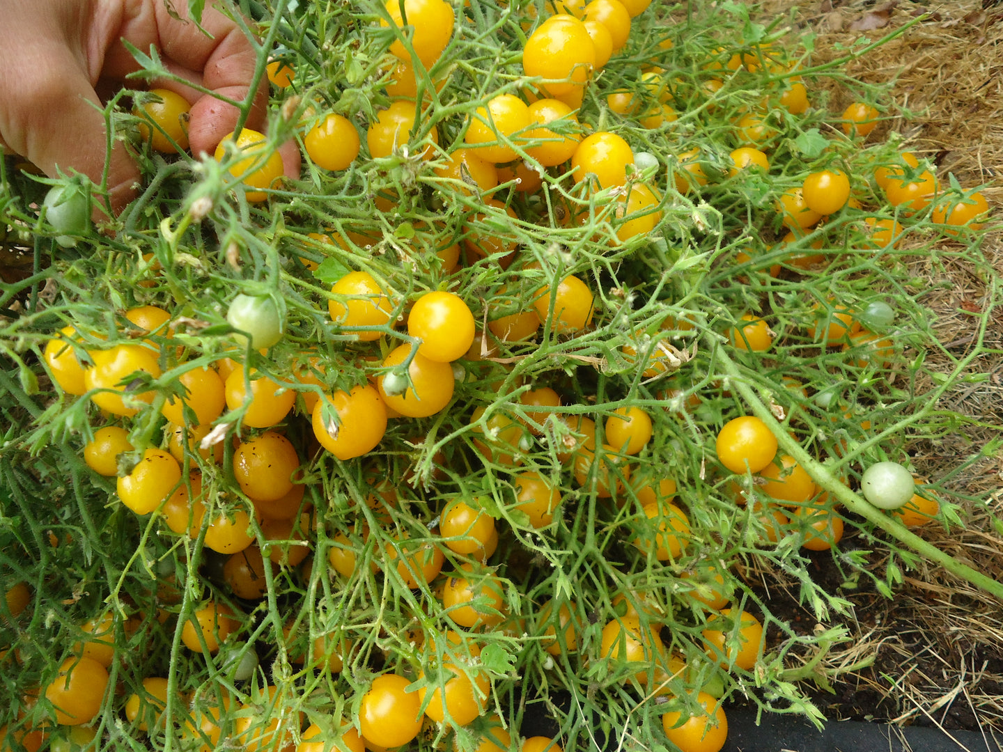 Humboldtii - Cherry Tomato