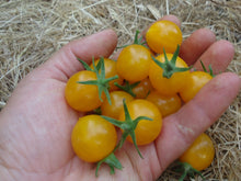 Load image into Gallery viewer, Humboldtii - Cherry Tomato
