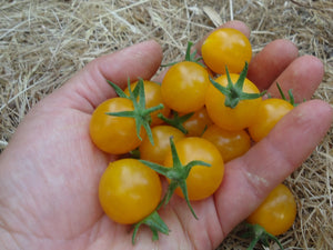 Humboldtii - Cherry Tomato