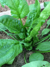 Load image into Gallery viewer, Spinach-Giant Spring/Winter
