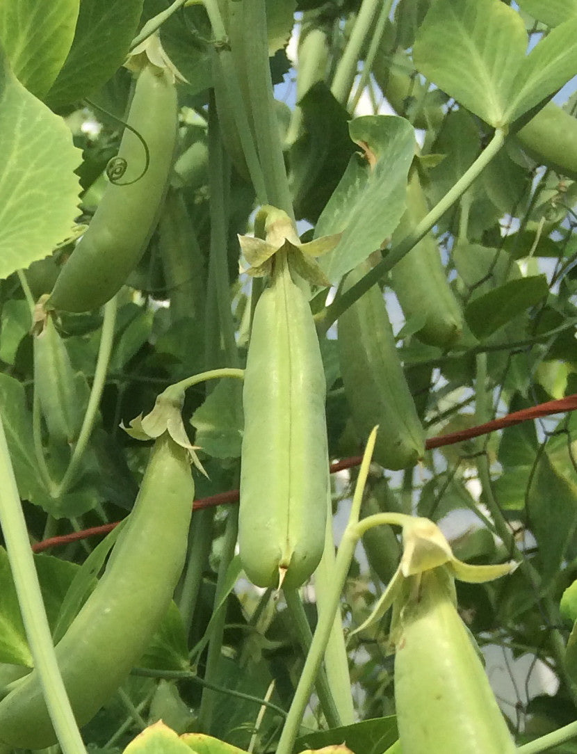 Harry Burton's Shelling Pea