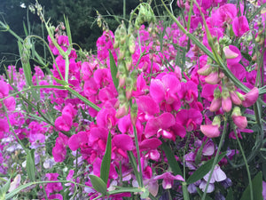 Wild Sweet Pea