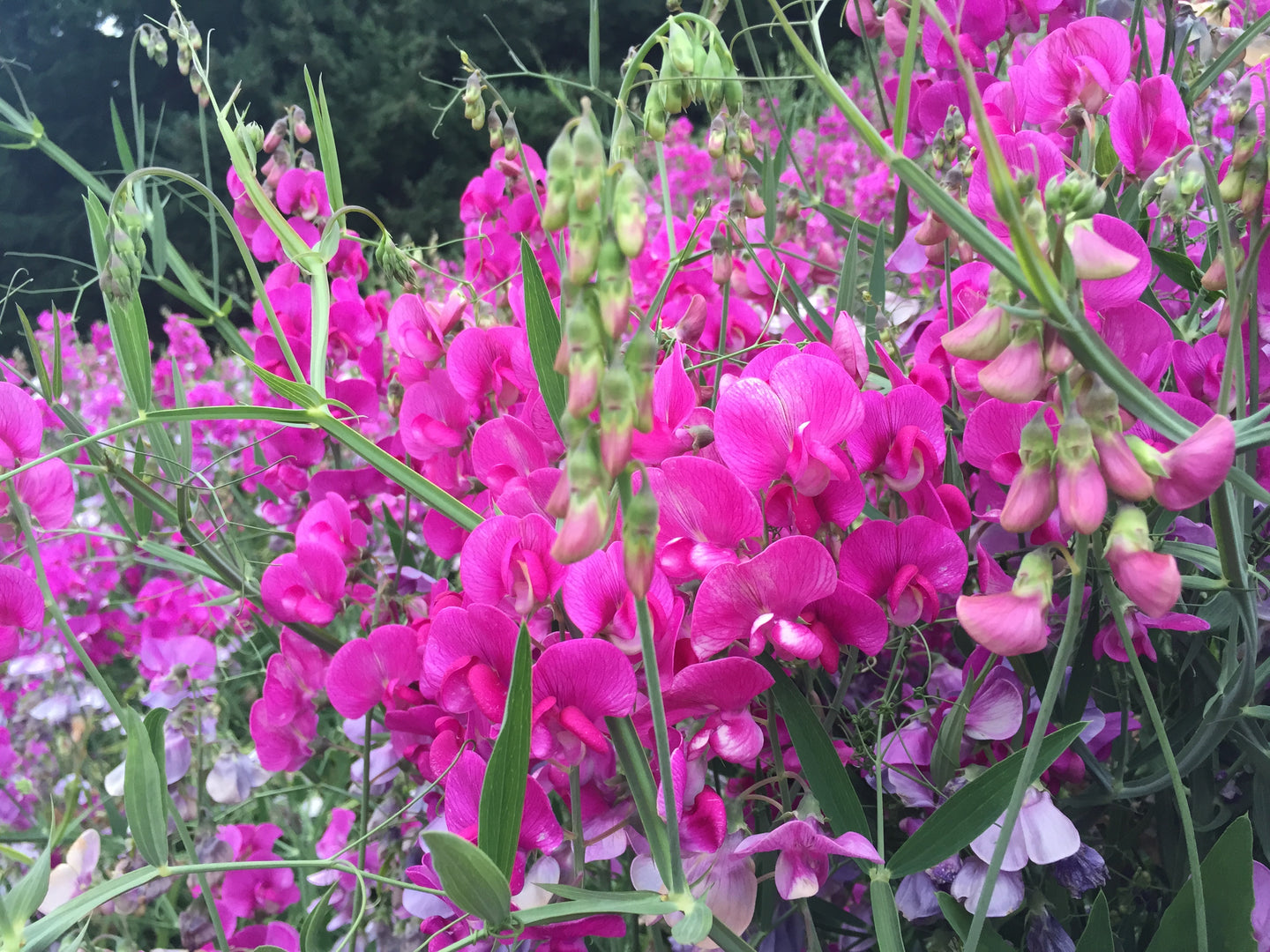 Wild Sweet Pea
