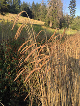 Load image into Gallery viewer, Goldkorn Spelt (Triticum spelta)
