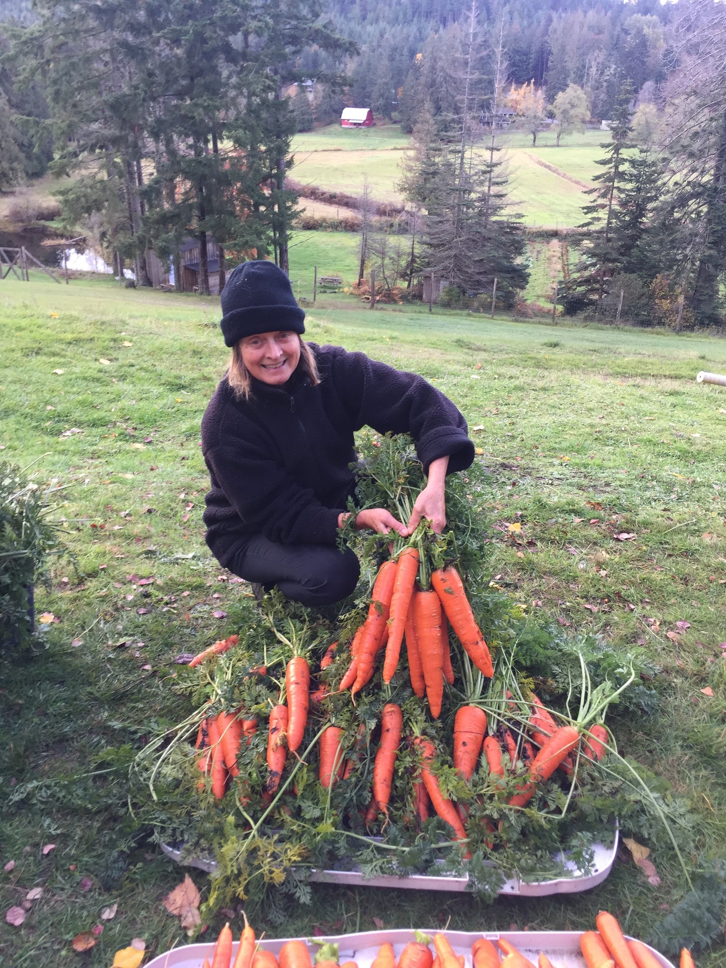 Carrot - Berlicummer