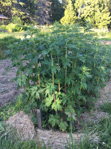 Chinese Motherwort