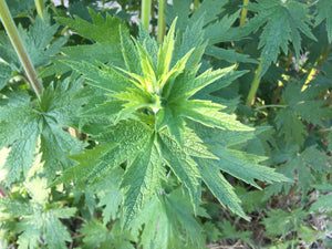 Chinese Motherwort