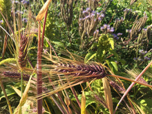 Load image into Gallery viewer, Karma Tibetan Barley
