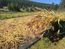 Load image into Gallery viewer, Karma Tibetan Barley
