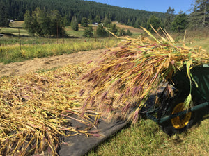 Karma Tibetan Barley