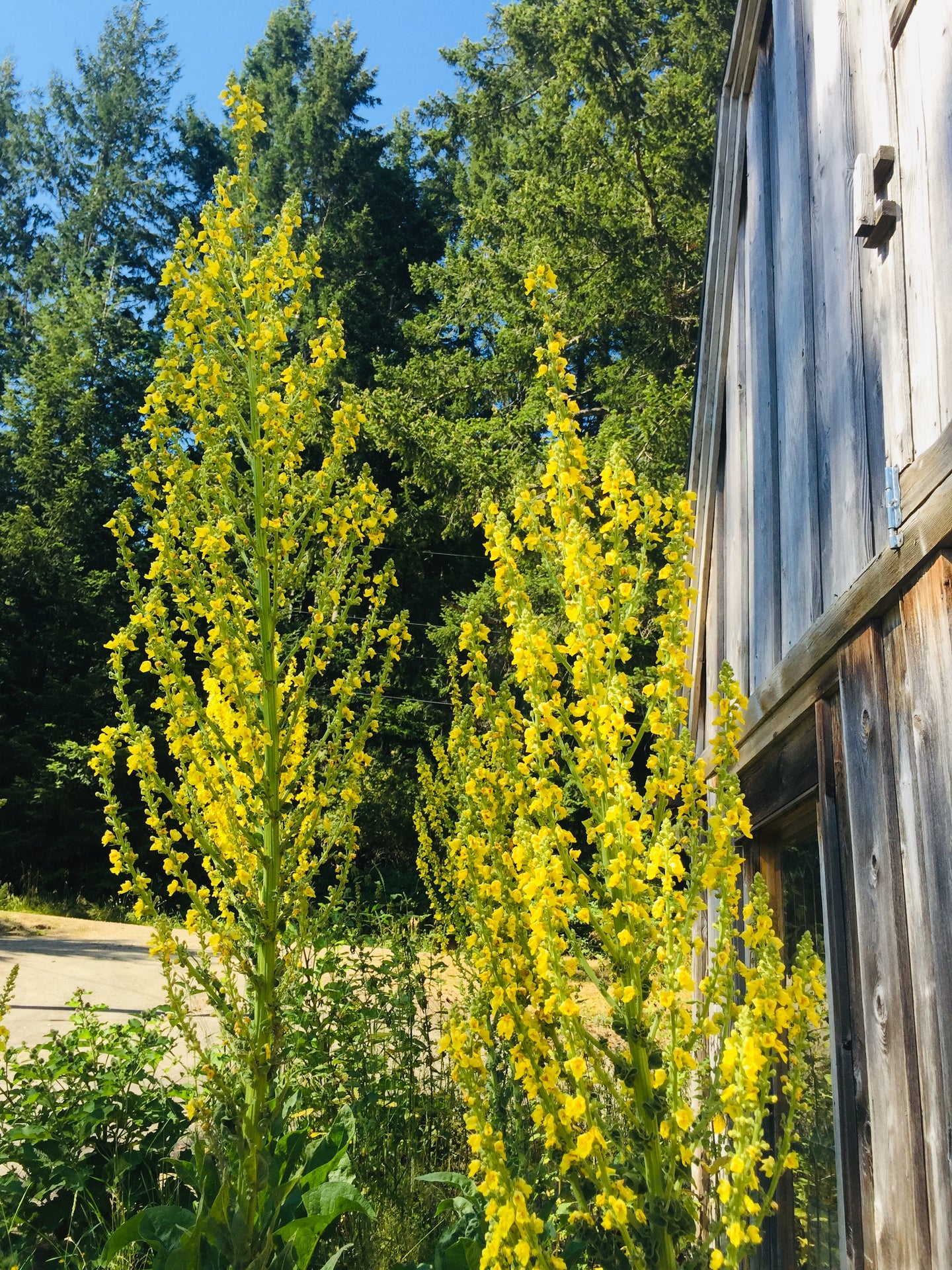 Greek Mullein (Verbascum olympicum)