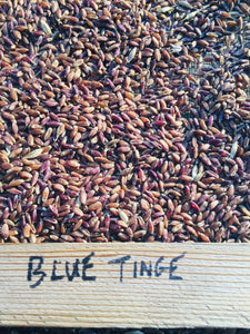 Blue Tinge Ethiopian Wheat