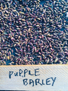 6-Row Purple Barley
