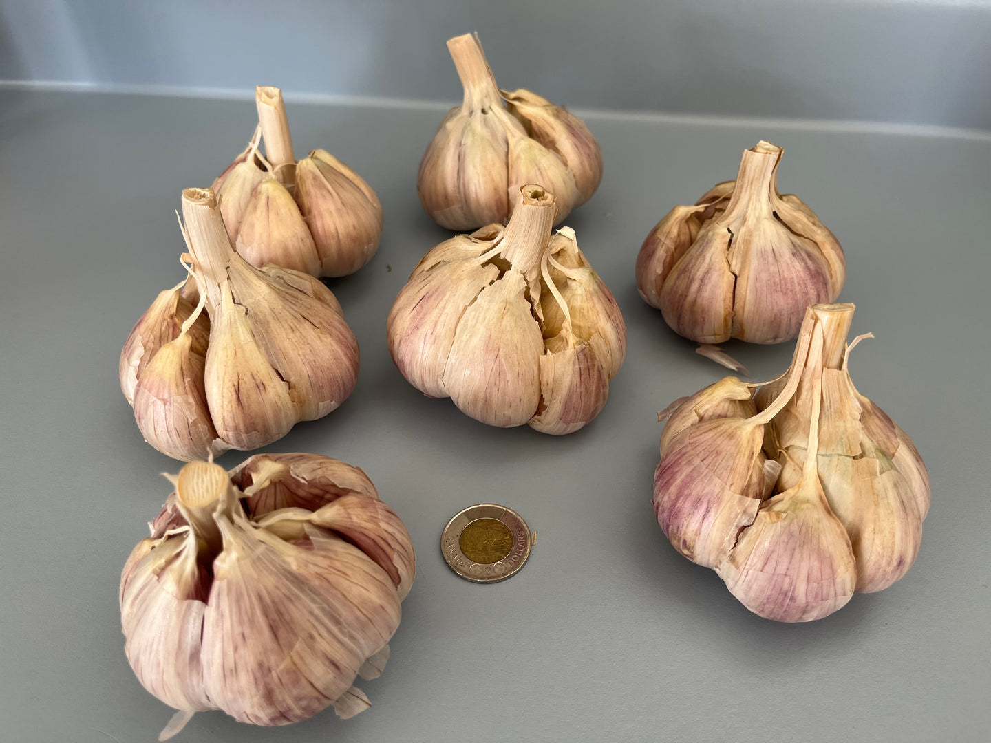 Music Garlic - SOLD OUT