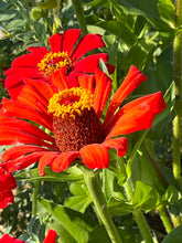 Load image into Gallery viewer, Zinnia - Radiant Red
