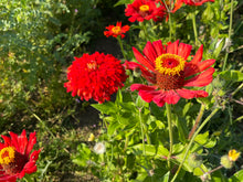 Load image into Gallery viewer, Zinnia - Radiant Red
