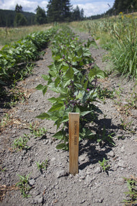 Blooming Prairie Bean