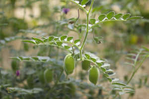 Black Kabuli Chick-pea