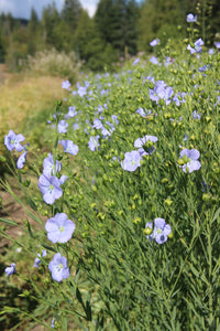 Golden Flax