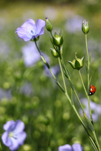 Golden Flax