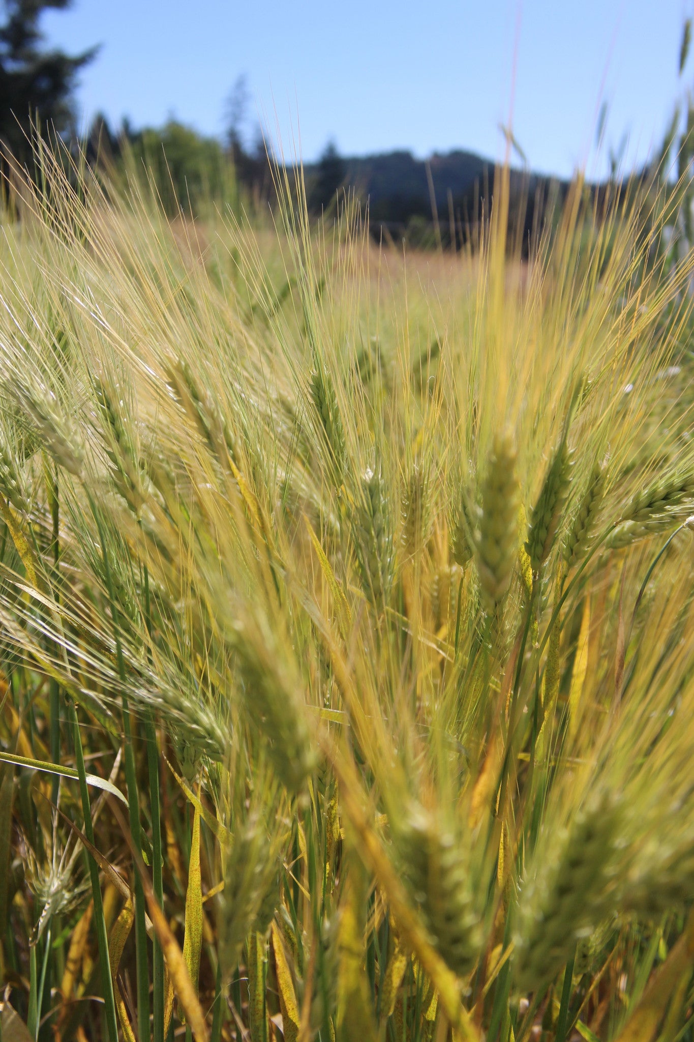 Himalayan Barley (Hordeum vulgare trifurcatum)