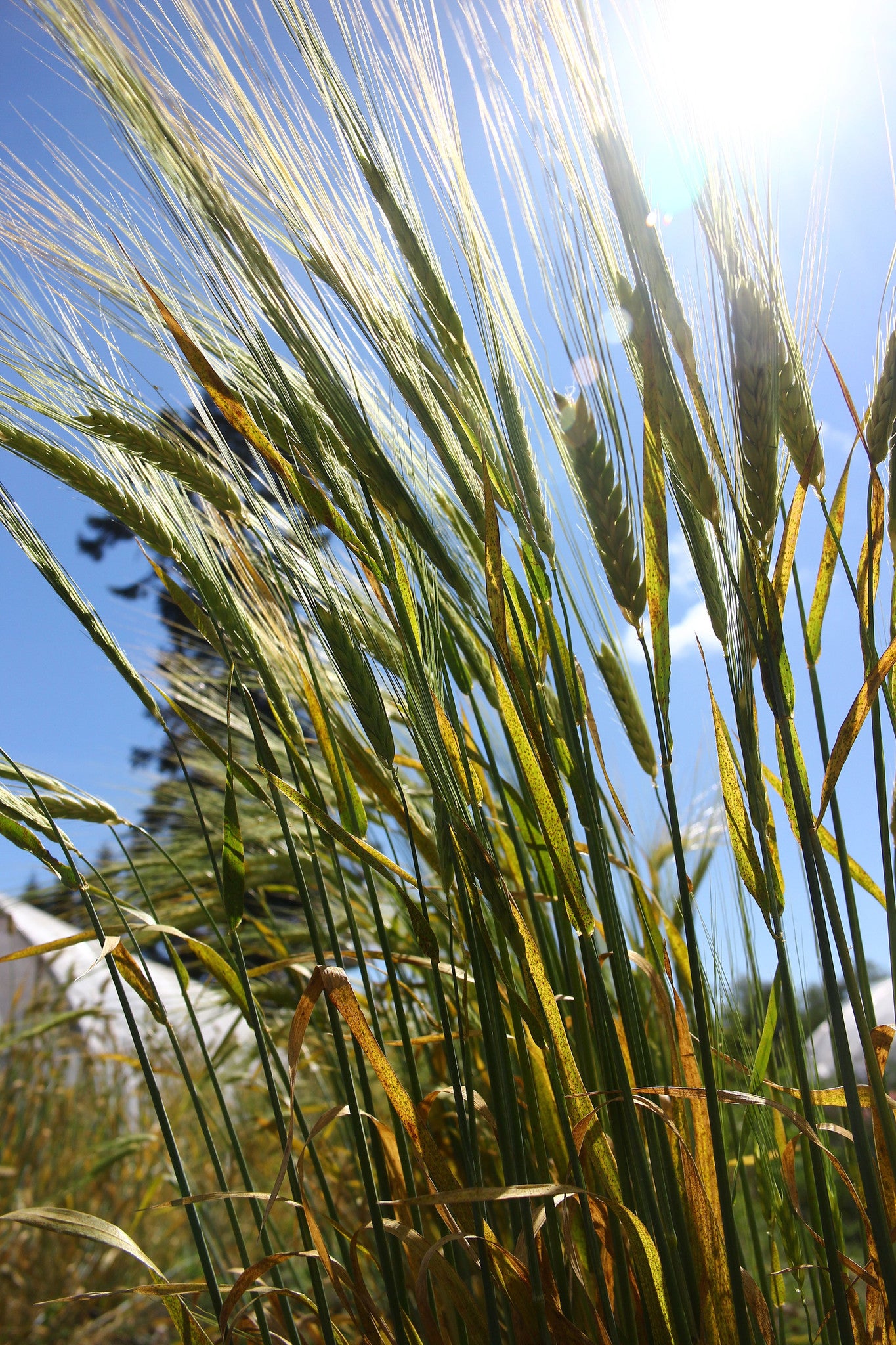 Ethiopian Barley