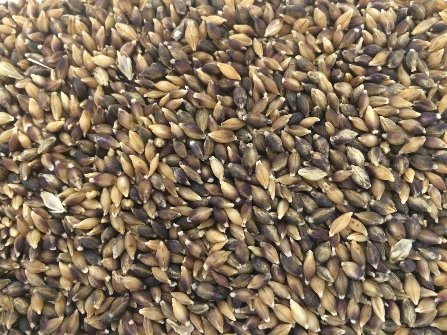 Karma Tibetan Barley